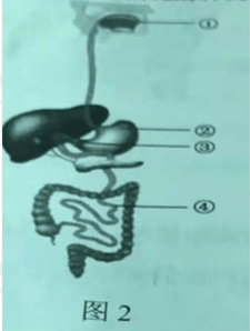 2021年下半年教师资格证考试《初中生物》题(考生回忆版)(图4) 2021年下半年教师资格证考试《初中生物》题(考生回忆版)(图4)