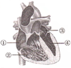 2021年下半年教师资格证考试《初中生物》题(考生回忆版)(图5) 2021年下半年教师资格证考试《初中生物》题(考生回忆版)(图5)