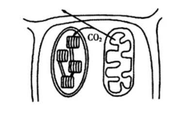 2021年上半年教师资格证考试《初中生物》题(图1) 2021年上半年教师资格证考试《初中生物》题(图1)