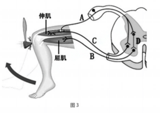 2021年上半年教师资格证考试《初中生物》题(图14) 2021年上半年教师资格证考试《初中生物》题(图14)