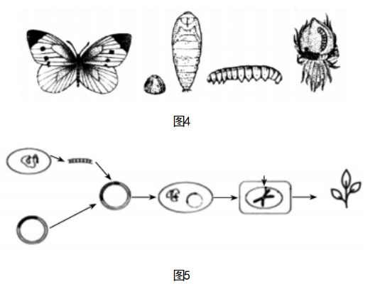 2023年上半年教师资格证考试《初中生物》题(考生回忆版)(图5) 2023年上半年教师资格证考试《初中生物》题(考生回忆版)(图5)