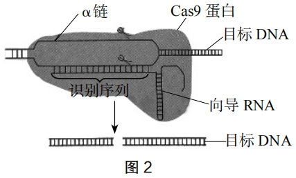 2019年下半年教师资格证考试《高中生物》题(图2) 2019年下半年教师资格证考试《高中生物》题(图2)