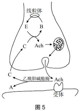 2019年下半年教师资格证考试《高中生物》题(图8) 2019年下半年教师资格证考试《高中生物》题(图8)