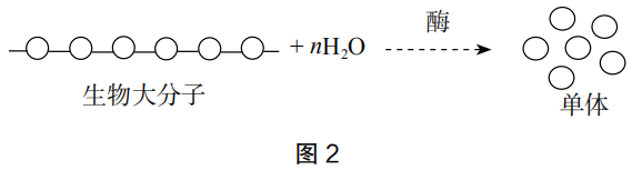 2019年上半年教师资格证考试《高中生物》题(图2) 2019年上半年教师资格证考试《高中生物》题(图2)