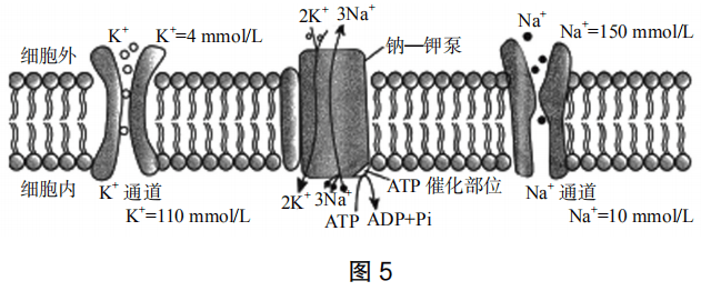 2019年上半年教师资格证考试《高中生物》题(图4) 2019年上半年教师资格证考试《高中生物》题(图4)