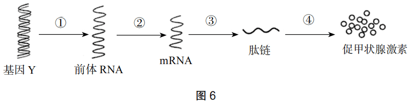 2019年上半年教师资格证考试《高中生物》题(图5) 2019年上半年教师资格证考试《高中生物》题(图5)