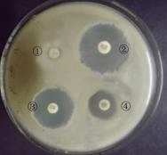 2022年下半年教师资格证考试《高中生物》题(图1) 2022年下半年教师资格证考试《高中生物》题(图1)