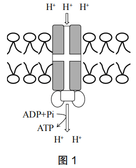 2023年上半年教师资格证考试《高中生物》题(考生回忆版)(图2) 2023年上半年教师资格证考试《高中生物》题(考生回忆版)(图2)