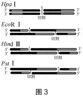 2023年上半年教师资格证考试《高中生物》题(考生回忆版)(图9) 2023年上半年教师资格证考试《高中生物》题(考生回忆版)(图9)