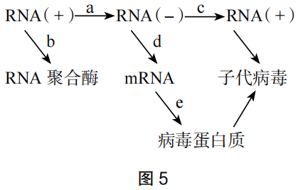2023年上半年教师资格证考试《高中生物》题(考生回忆版)(图13) 2023年上半年教师资格证考试《高中生物》题(考生回忆版)(图13)