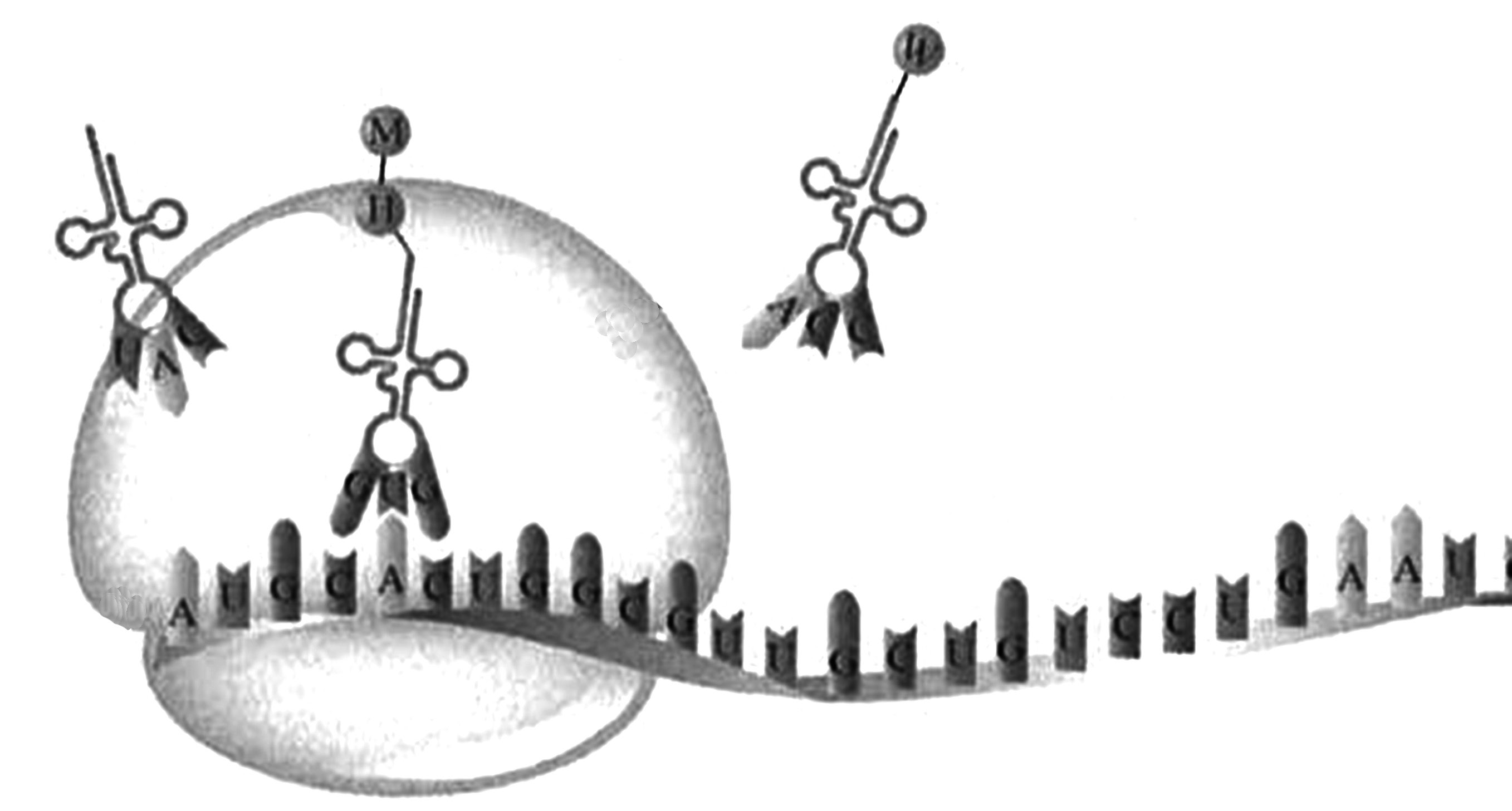 2023年上半年教师资格证考试《高中生物》题(考生回忆版)(图19) 2023年上半年教师资格证考试《高中生物》题(考生回忆版)(图19)