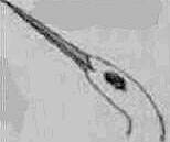 2017上半年教师资格证考试《幼儿综合素质》真题及答案(图3)