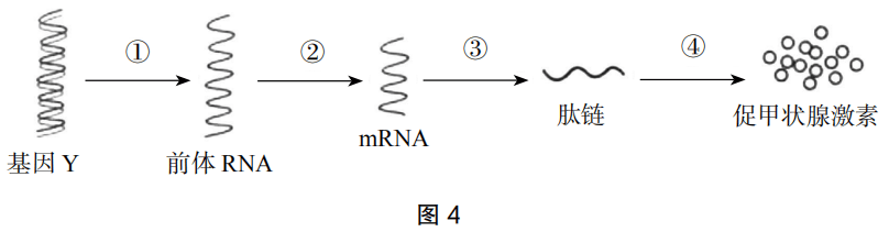 2019年上半年教师资格证考试《初中生物》题(图4)