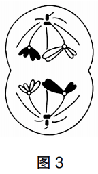 2019年上半年教师资格证考试《初中生物》题(图3)