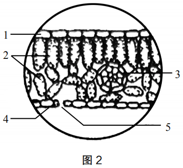 2019年上半年教师资格证考试《初中生物》题(图2)