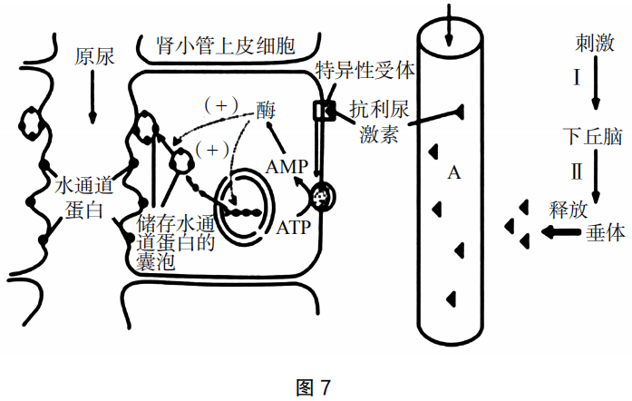 2019年上半年教师资格证考试《初中生物》题(图10)