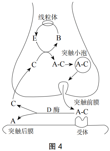 2020年下半年教师资格证考试《高中生物》题（考生回忆版）(图4)